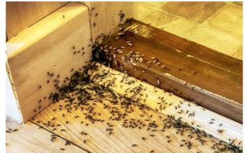 Spriječite im ulazak u dom: Mravi mrze miris ovog predmeta