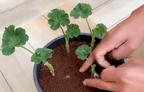 UZGAJIVAČ OTKRIO TAJNI TRIK KOJI JAMČI UKORIJEVANJE MUŠKATLI