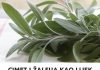 Cimet i zalfija kao lijek!!