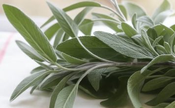 Cimet i zalfija kao lijek!!