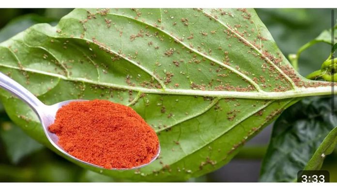 POPRSKAJTE BILJKE SA OVOM TEČNOŠĆU I LISINE UŠI ODMAH NESTAJU