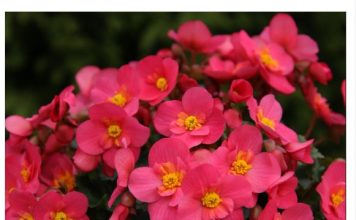 Svaka žena treba da gaji ovo cveće na terasi, donosi radost i sreću u kuću