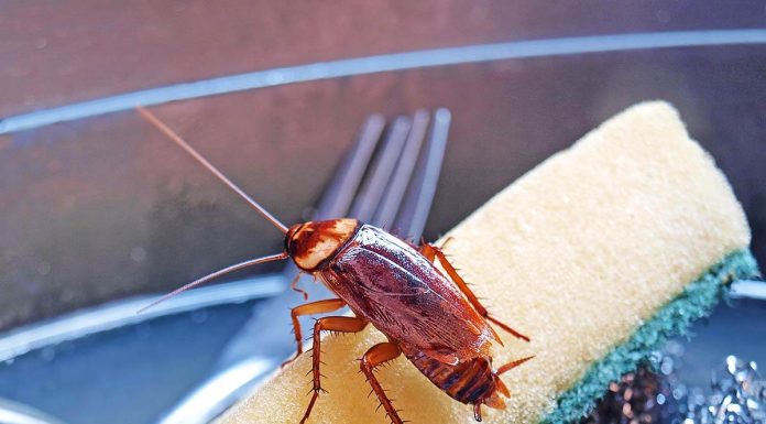 Bubašvabe se plaše samo jedne stvari: Stavite je u kuhinju i odmah će pobeći