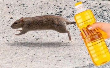 Nekoliko kapi ovog proizvoda će vam pomoći da TRAJNO otjerate miševe iz kuće: Slijedite OVU proceduru!