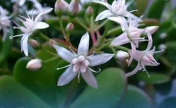 Krasula će rasti kao luda i cvjetati bez prestanka, samo pomiješajte 2 sastojka i sipajte u saksiju