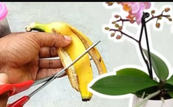 Najbolji trik za cvjetanje orhideja: Ako dugo nisu cvjetale, uzmite 3 kore od banane i isprobajte ovaj savjet, uskoro će izbacati prve pupoljke!
