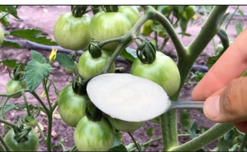 Veoma važna ishrana paradajza u JUNU: SAMO 1 kašičicu ovog čuda sipajte u vodu i ODMAH!