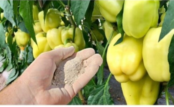 Dajte ga paprici i odmah će rasti, oživjeti i obilato roditi: Ovo je vrlo VAŽAN korak