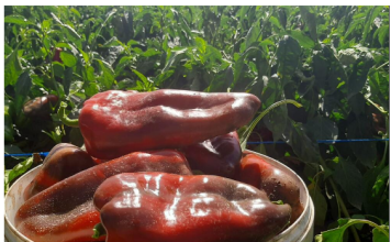 POMEŠAJTE OVA 3 SASTOJKA I ZALIJTE VAŠE PAPRIKE TIME: Rađaće kao lude, ovo je NAJBOLJA i NAJJEFTINIJA PRIHRANA