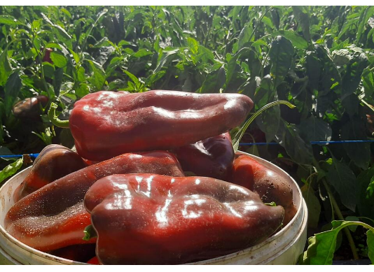 POMEŠAJTE OVA 3 SASTOJKA I ZALIJTE VAŠE PAPRIKE TIME: Rađaće kao lude, ovo je NAJBOLJA i NAJJEFTINIJA PRIHRANA