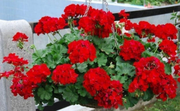 Vaše cvijeće mošusa će procvjetati do listopada: samo dodajte 1 neobičan sastojak u vodu