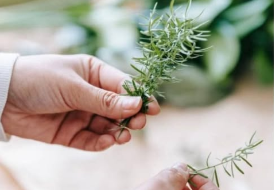 Grančica ove biljke rješava ogroman problem u spavaćoj sobi, ali samo ako je stavite kod prozora