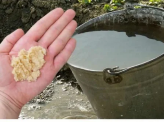 Kad uvodu dodam OVO, sve biljke bukte kao požar: Tajna obilne žetve, paradajza, krastavci i prekrasne sobne biljke!