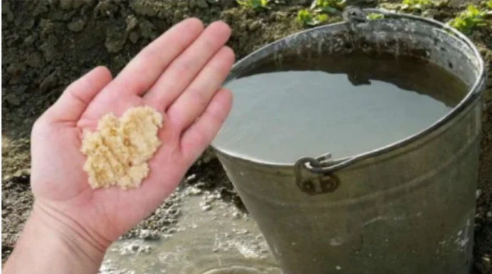 Kad uvodu dodam OVO, sve biljke bukte kao požar: Tajna obilne žetve, paradajza, krastavci i prekrasne sobne biljke!