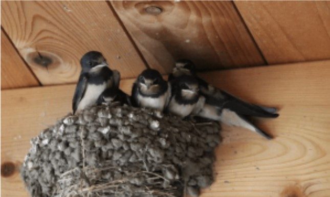 AKO IMATE GNIJEZDO LASTAVICA, nipošto ga ne dirajte: Evo šta ono znači prema narodnom vjerovanju