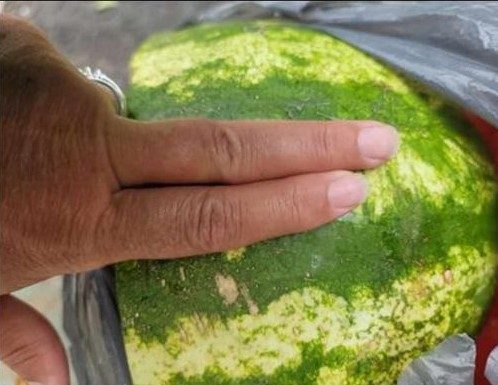 KUCAJTE JE DO SUTRA, OVE TRIKOVE VAM NEĆE REĆI NA PIJACI! Znate li pravilno da izaberete SLATKU lubenicu – evo kako