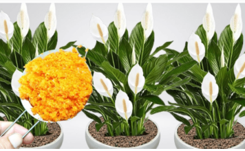 ODMAH JE PROCVJETALA! 1 kašičica za svaki kućni cvijet i bujno cvjetanje je zagarantovano!