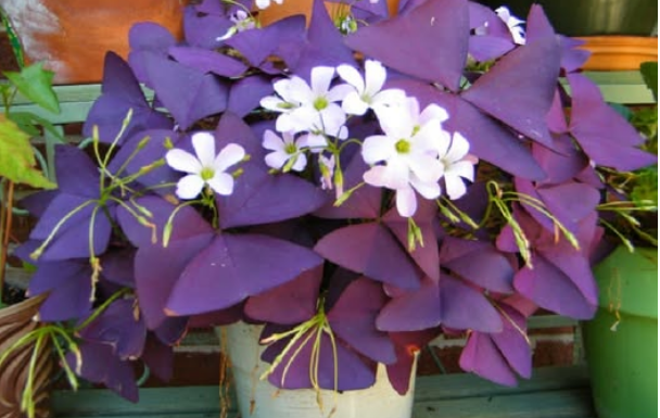 Srećno cvjeće koje noću spava: 0vu biljku morate imati u domu!