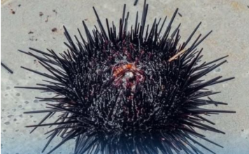 OPREZ, OVO JE DOBRO ZNATI: Evo šta da radite ako stanete na ježa ili vas oprži meduza na moru