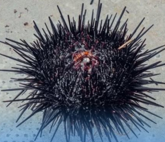 OPREZ, OVO JE DOBRO ZNATI: Evo šta da radite ako stanete na ježa ili vas oprži meduza na moru