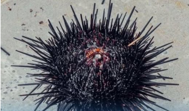 OPREZ, OVO JE DOBRO ZNATI: Evo šta da radite ako stanete na ježa ili vas oprži meduza na moru