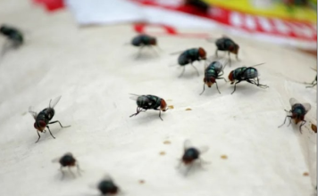 EVO ŠTA MUHE NE VOLE: Dovoljno Je Da Imate Ovu Biljku U Kući I Muhe Neće Ulaziti, TAKO JEDNOSTAVNO