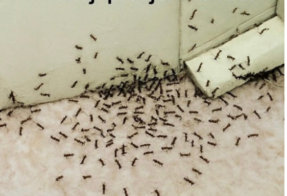 SAMO 1 KAP I MRAVI ĆE POBJEĆI IZ VAŠE KUĆE ZA 2 SEKUNDE…Najefikasni kućni TRIK…