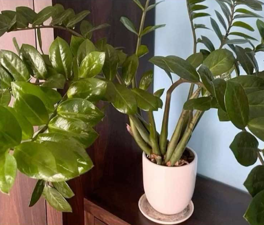 Umjesto u supu, stavite u v0du i prelijte zamiokulkas: Novi, zeleni listovi će 0DMAH niknuti!