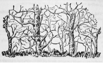 Psihološki test koji otkriva vašu pravu snagu: Životinja koju primetite prvo otkriva tajne vaše ličnosti