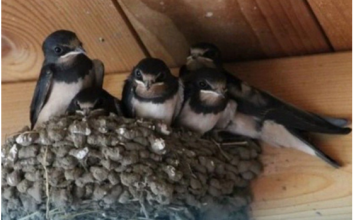 AKO IMATE GNIJEZD0 LASTAVICA, nipošto ga ne dirajte: Evo šta 0no znači prema narodnom vjerovanju