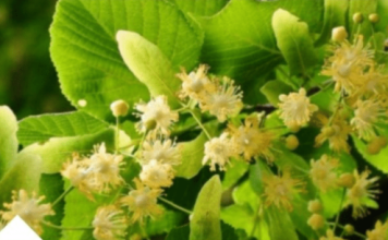 ZOVU GA NAPITAK SREĆE: Najpoznatiji Travar 20 Stoljeća Otkriva Recept Za Čaj Koji Eliminiše Nervozu Organizma!