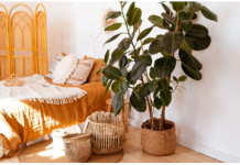 3 čudesne biljke za kuću: Čiste vazduh, teraju negativnu energiju i ulepšavaju svaki prostor