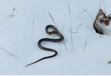 ZMIJA SE IZMIGOLJILA IZ SNEGA U KURŠUMLIJI, NARODNO VEROVANJE KAŽE DA JE TO JAKO, ALI JAKO LOŠE! Desiće se…