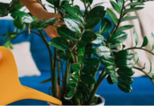 Sipajte pola šolje u saksiju za cvijeće: Zamiokulkas će pustiti lišće kao lud!