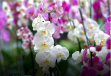 Orhideje će STALNO CVJETATI ako ih na svake dvije nedjelje ZALIJEVATE jednim jednostavnim SASTOJKOM