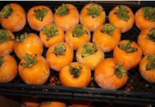 NE VOLITE JAPANSKE JABUKE? PROMIJENIT ĆETE MIŠLJENJE KAD PROČITATE KOLIKO SU DOBRE ZA ZDRAVLJE