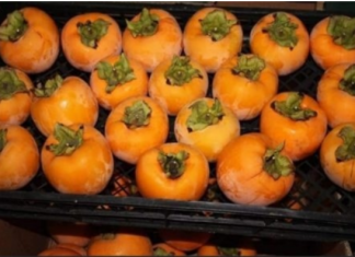 NE VOLITE JAPANSKE JABUKE? PROMIJENIT ĆETE MIŠLJENJE KAD PROČITATE KOLIKO SU DOBRE ZA ZDRAVLJE