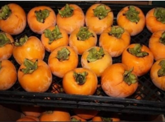 NE VOLITE JAPANSKE JABUKE? PROMIJENIT ĆETE MIŠLJENJE KAD PROČITATE KOLIKO SU DOBRE ZA ZDRAVLJE