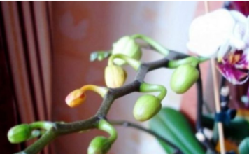 Dovoljna je žličica JEDNA: Orhideja će za nekoliko dana čudesno donijeti mnogo cvjetova!