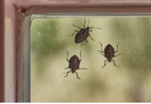 Hit rješenje za invaziju smrdibuba: Protiv ovog prirodnog spreja nemaju nikakve šanse