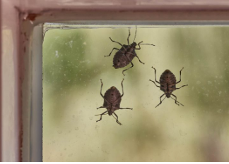 Hit rješenje za invaziju smrdibuba: Protiv ovog prirodnog spreja nemaju nikakve šanse