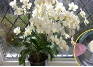 Ako ti orhideja vene, stani odmah! OVAJ prašak čini čuda – samo kašičica mjesečno!