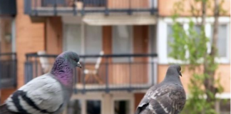 Stavite 1 predmet na terasu i otjeraćete golubove zauvijek: Sitnica od koje bježe glavom bez obzira
