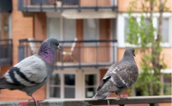 Stavite 1 predmet na terasu i otjeraćete golubove zauvijek: Sitnica od koje bježe glavom bez obzira