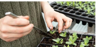 Tri biljke posadite u novembru i čekat će vas puna bašta na proljeće