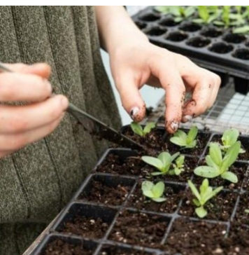 Tri biljke posadite u novembru i čekat će vas puna bašta na proljeće
