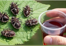 Smrdibube nestanu za 1 minutu! OVO je jače od tone otrova…