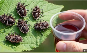 Smrdibube nestanu za 1 minutu! OVO je jače od tone otrova…