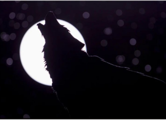 Dolaze nam „vučji dani“, a naš narod od davnina vjeruje da ovo nikako ne treba da se radi