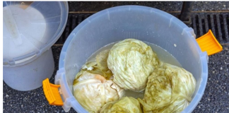 Ako se uhvati bijela skrama morate ga baciti? 3 najčešće greške zbog kojih se kiseli kupus pokvari